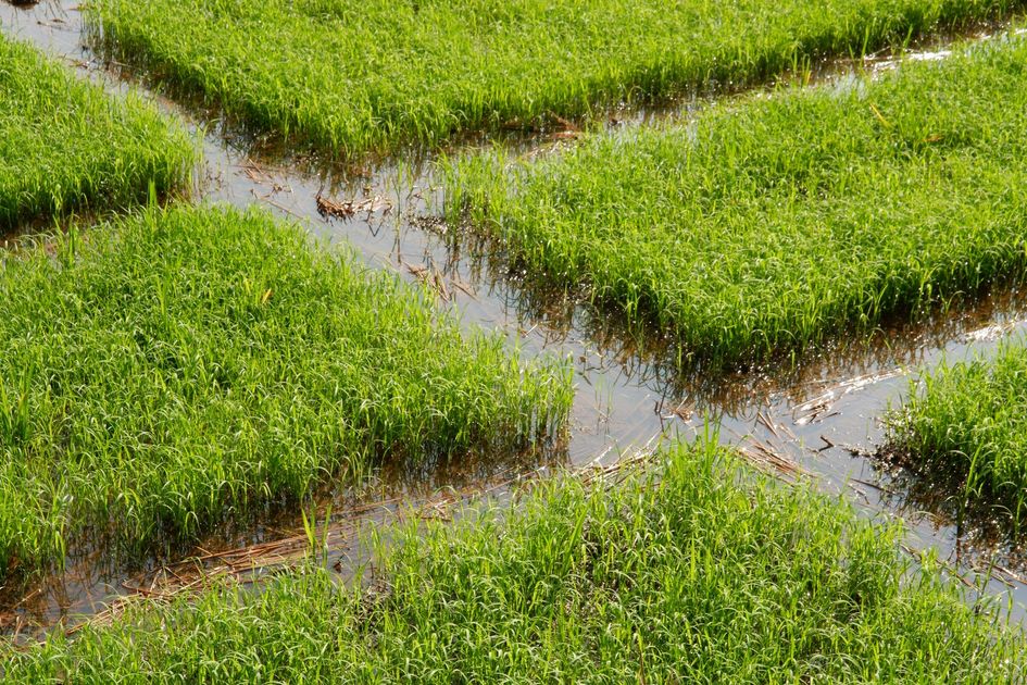 Lluvias arruinan arrozales en San Jacinto y dejan a productores endeudados en Colimes