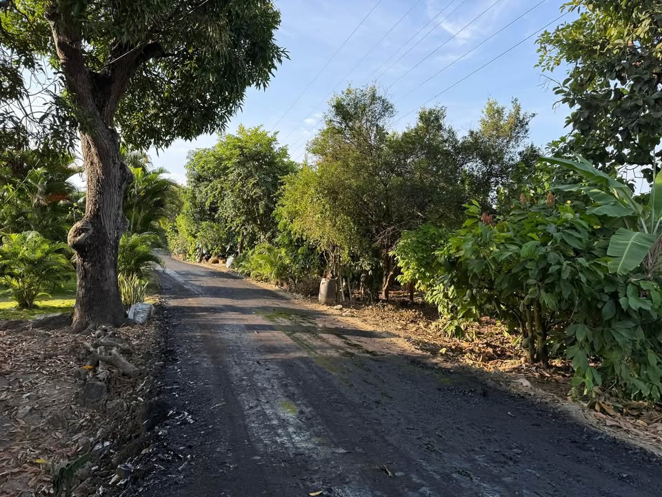Avanza obra de pavimentación en La Palma, Colimes: doble riego y agregado pétreo